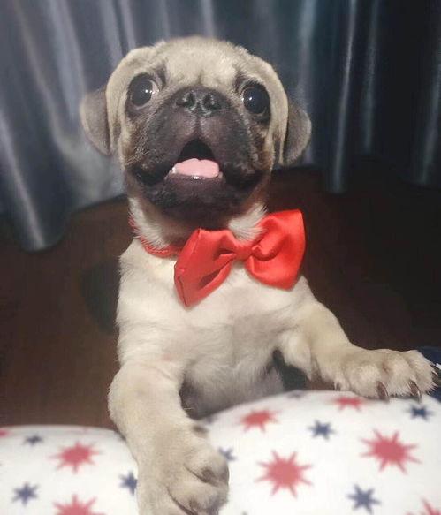 巴哥最新爆料视频,揭秘娱乐圈惊人内幕！